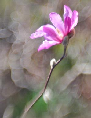 Phil and Yvonne Morton; Magnolia; On an outing to a wilderness garden near Papakura last Saturday we became fascinated by the way this blossom was highlighted against the swirly background